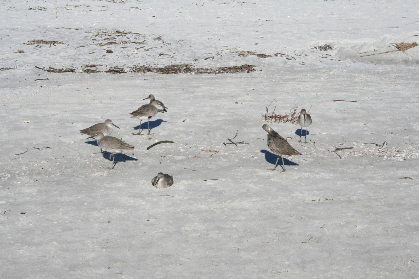 Canon EOS 350D (EOS Digital Rebel XT / EOS Kiss Digital N) sample photo. Sandpiper, beach, sand photography