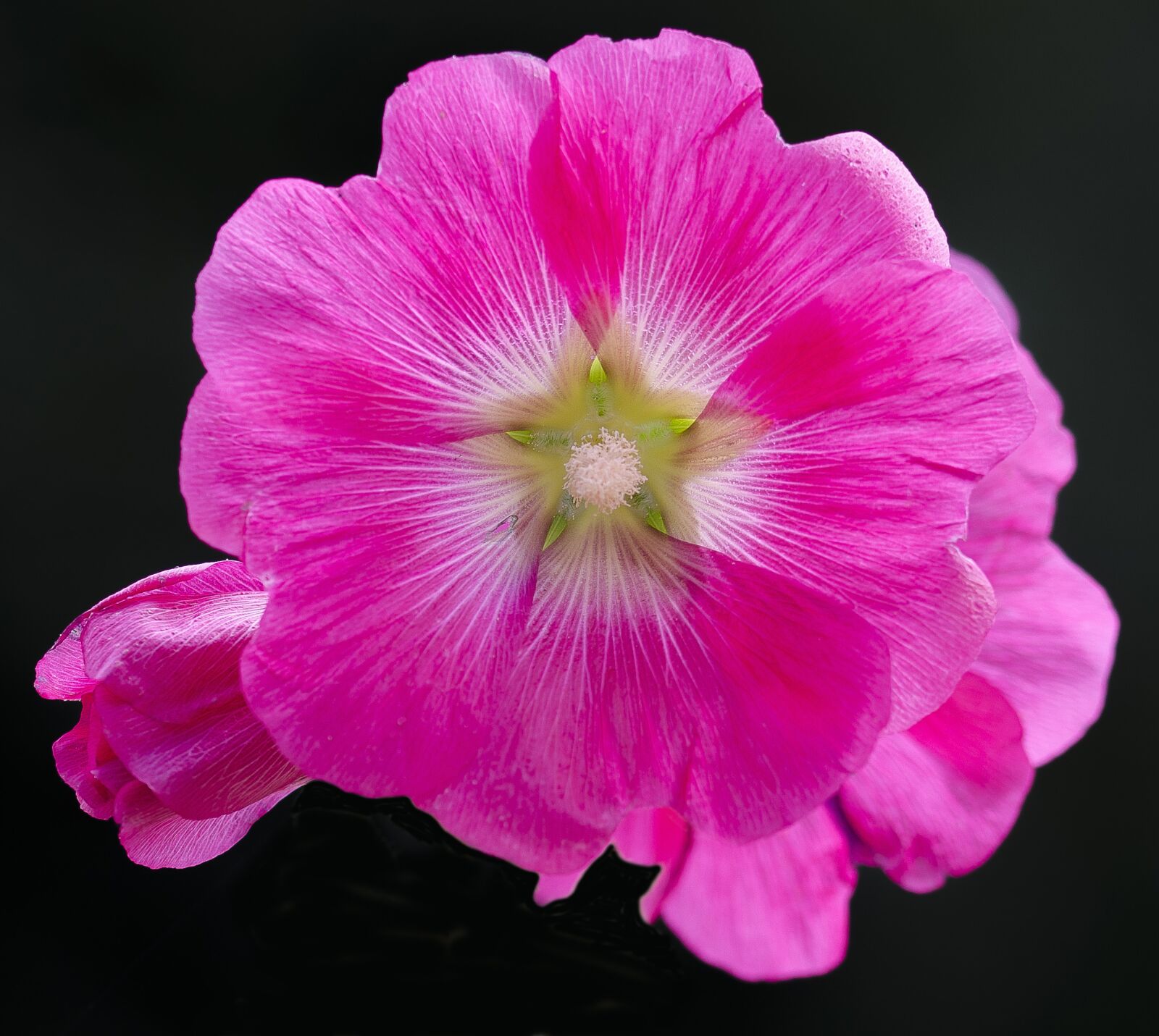 Nikon D7000 sample photo. Flower, petal, nature photography