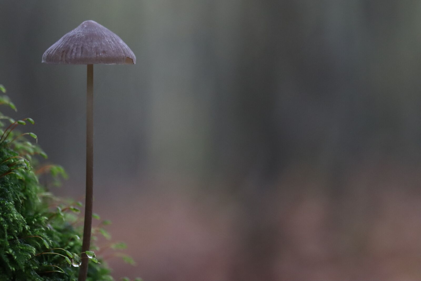 Canon EOS 250D (EOS Rebel SL3 / EOS Kiss X10 / EOS 200D II) sample photo. Mushroom, nature, forest photography