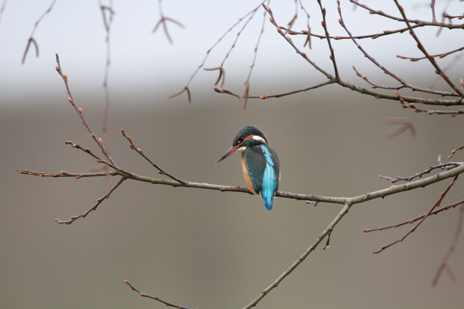 Canon EOS 60D sample photo. Birds, kingfisher, bird photography