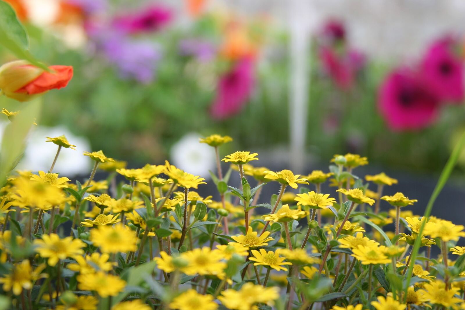 Canon EOS 10D sample photo. Flower, nature, plant photography