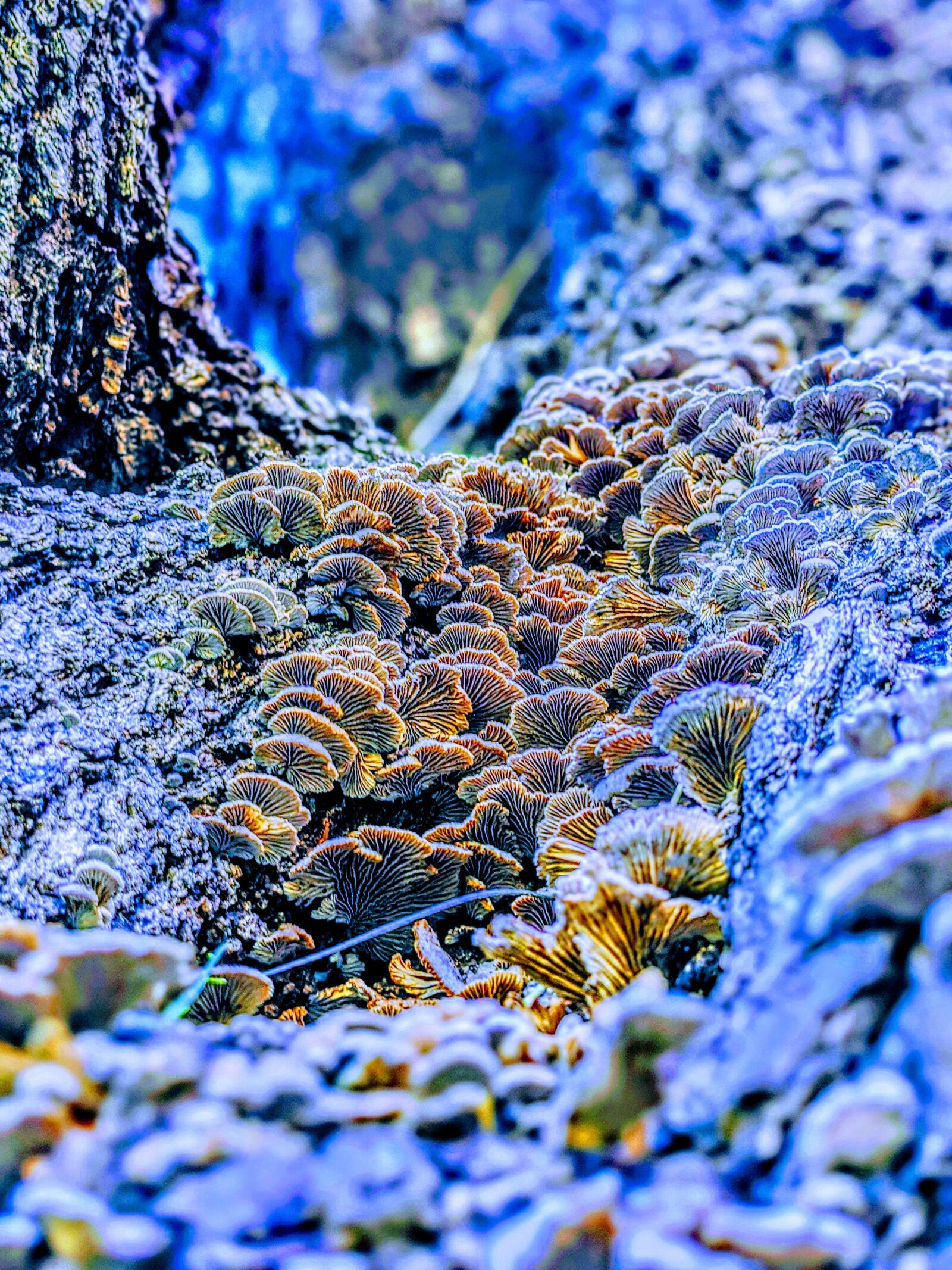 Google Pixel 4 sample photo. Mushrooms, violet blue, tree photography