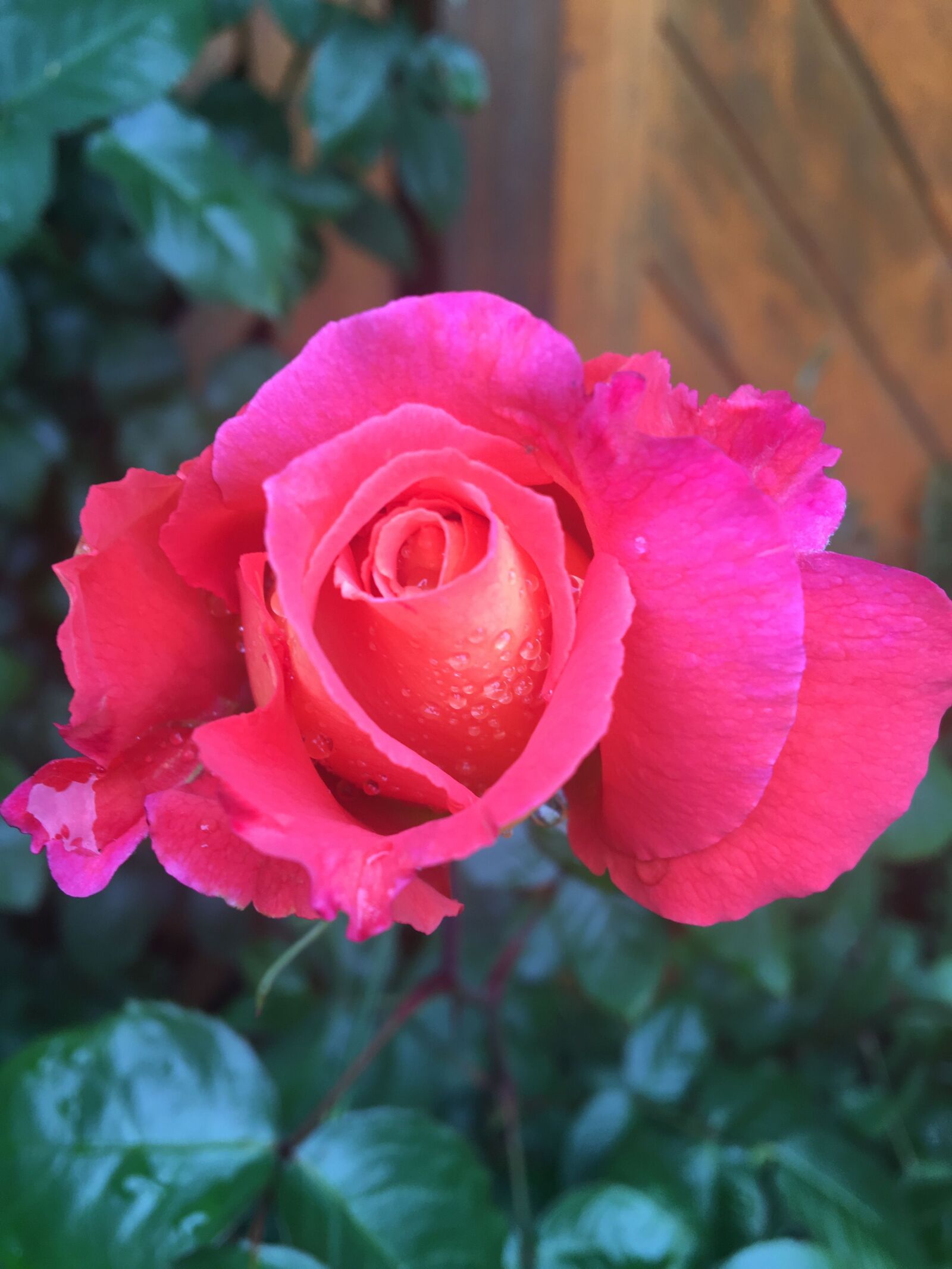 Apple iPhone 6s sample photo. Rose, pink, flowers photography