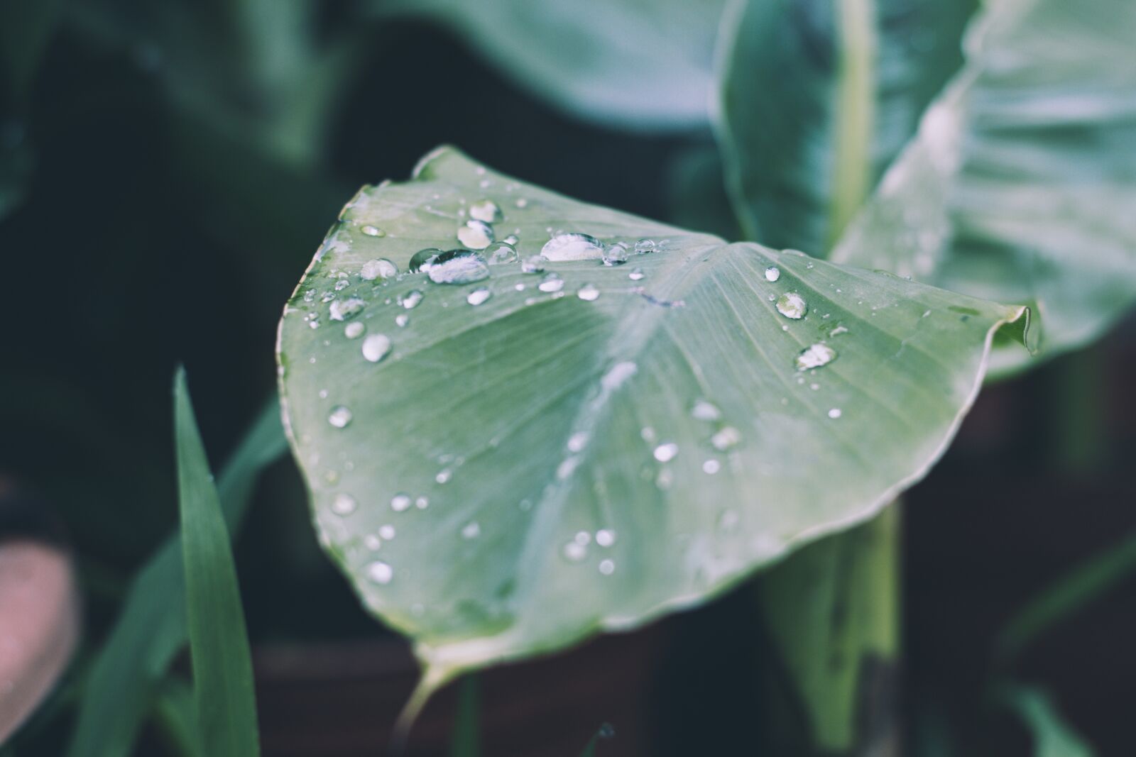 Canon EOS 70D + Canon EF 50mm F1.4 USM sample photo. Rain, drop of water photography