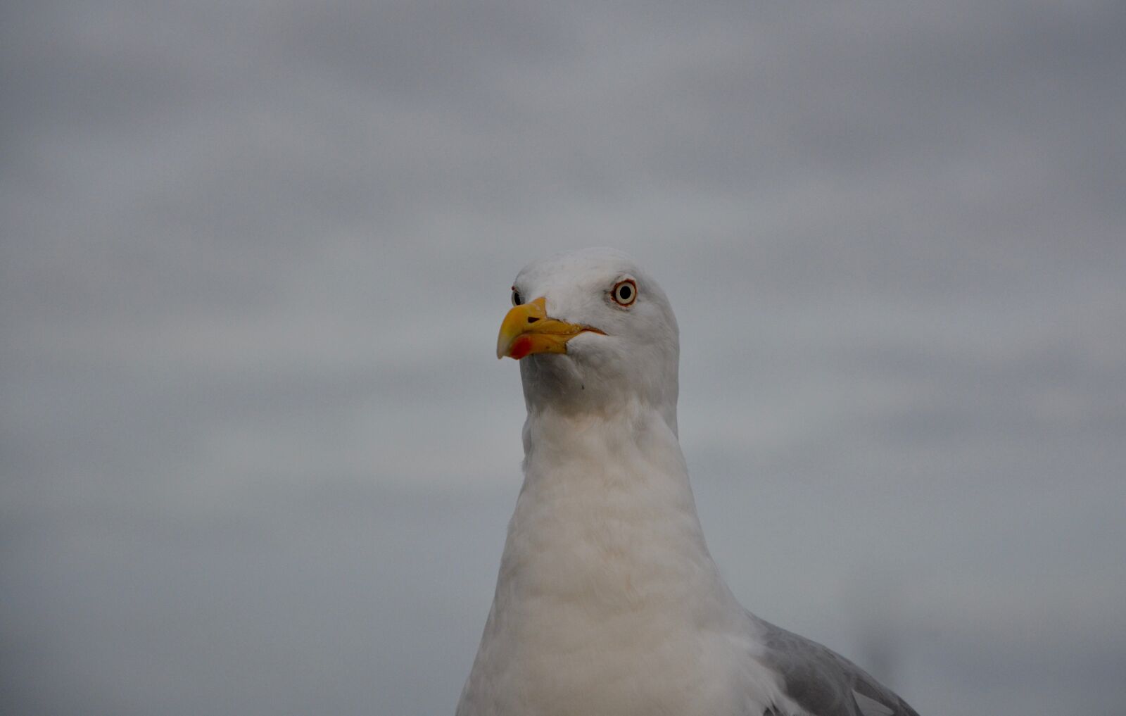Nikon D5200 sample photo. Seagull, sea, seabird photography