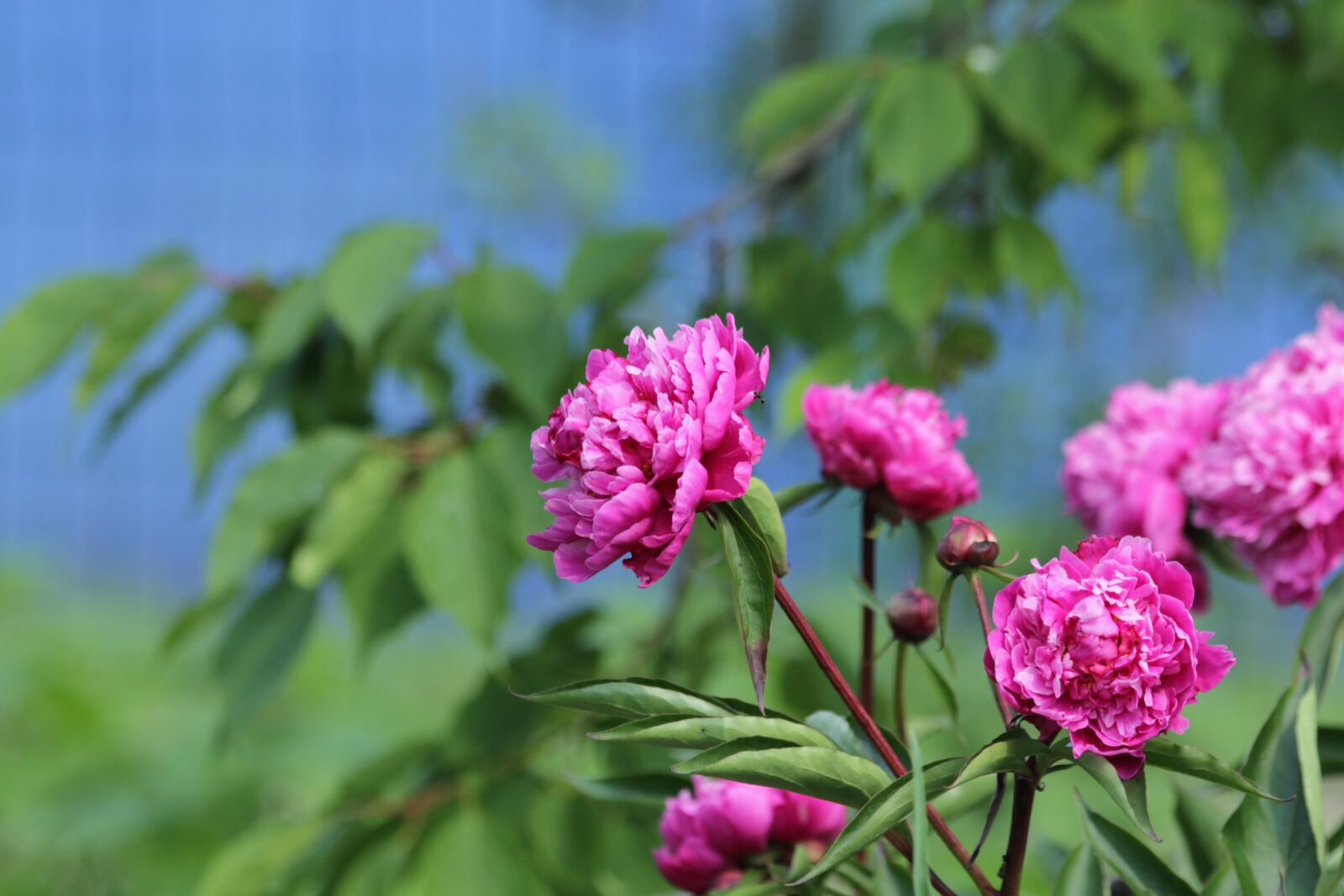 Canon EOS 650D (EOS Rebel T4i / EOS Kiss X6i) sample photo. Peonies, pink peonies, flowers photography