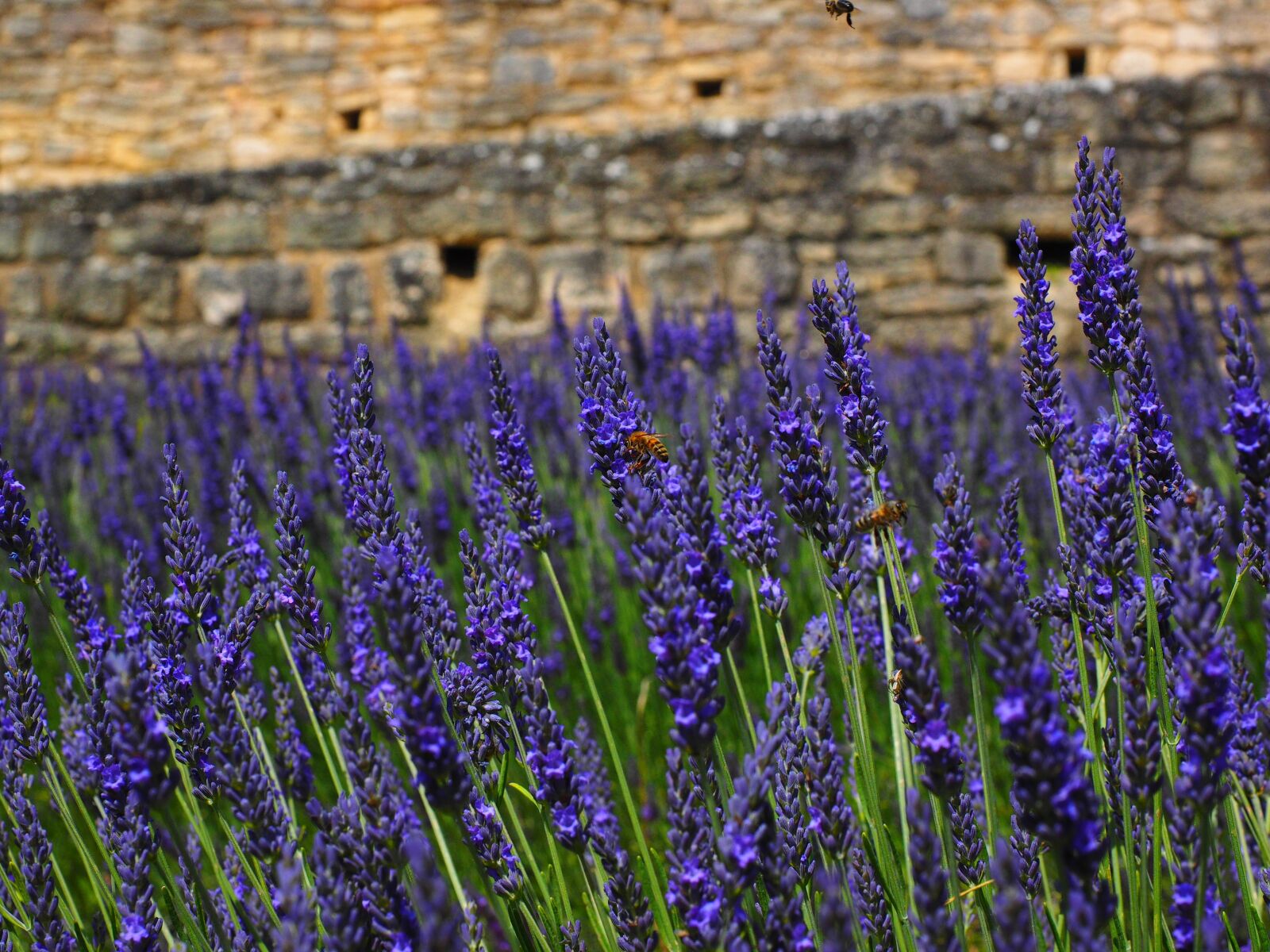 Olympus OM-D E-M1 + Olympus M.Zuiko Digital ED 12-40mm F2.8 Pro sample photo. Lavender, flowers, blue photography