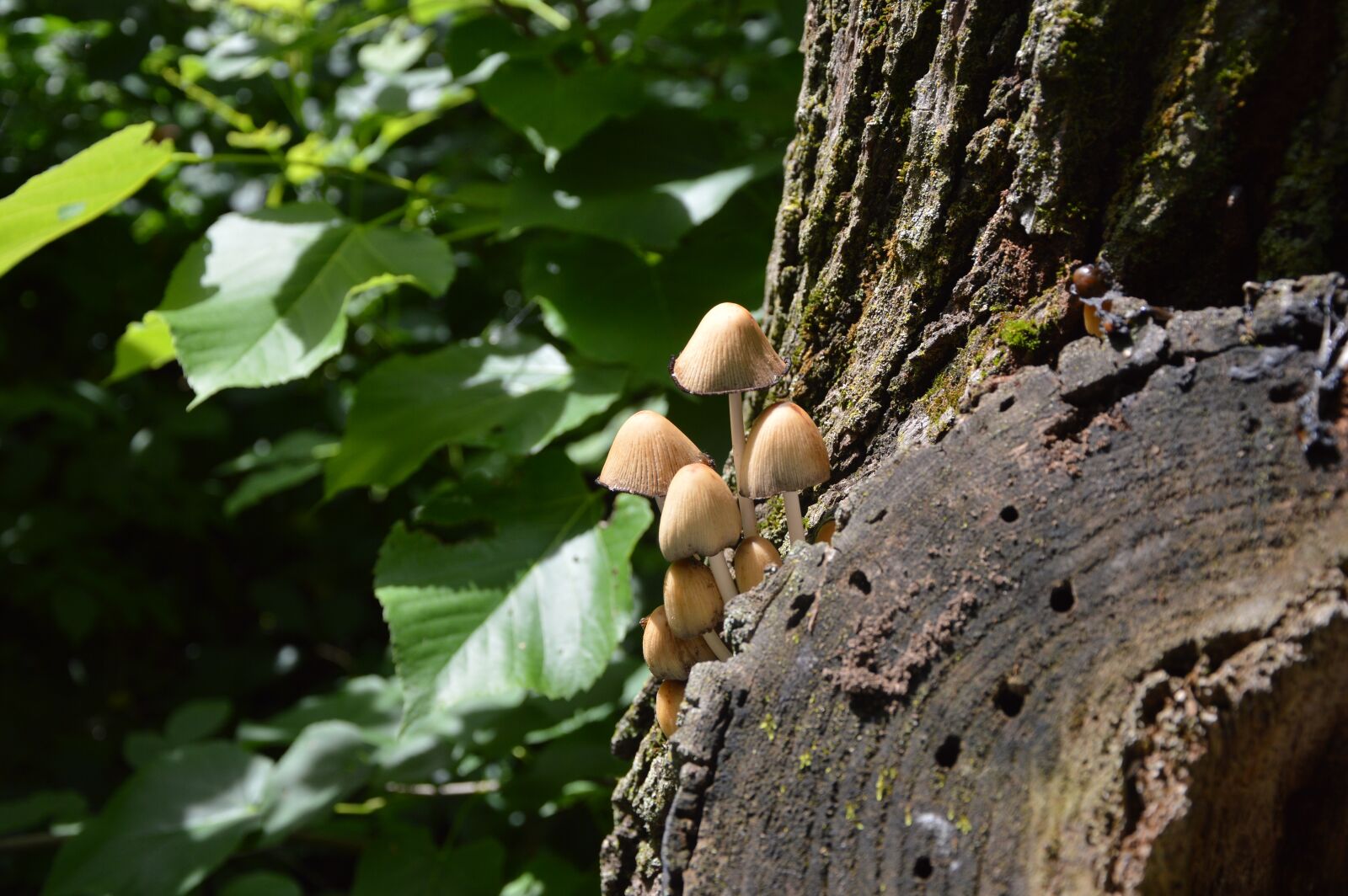 Nikon D3200 sample photo. Fungus, forest, nature photography