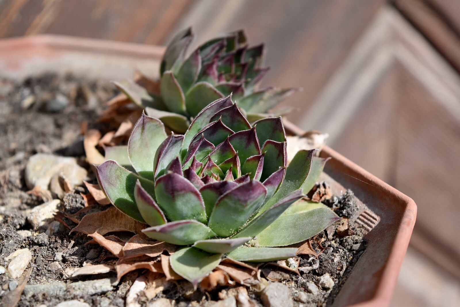 Nikon D5500 sample photo. Nature, plant, leaf, flower photography