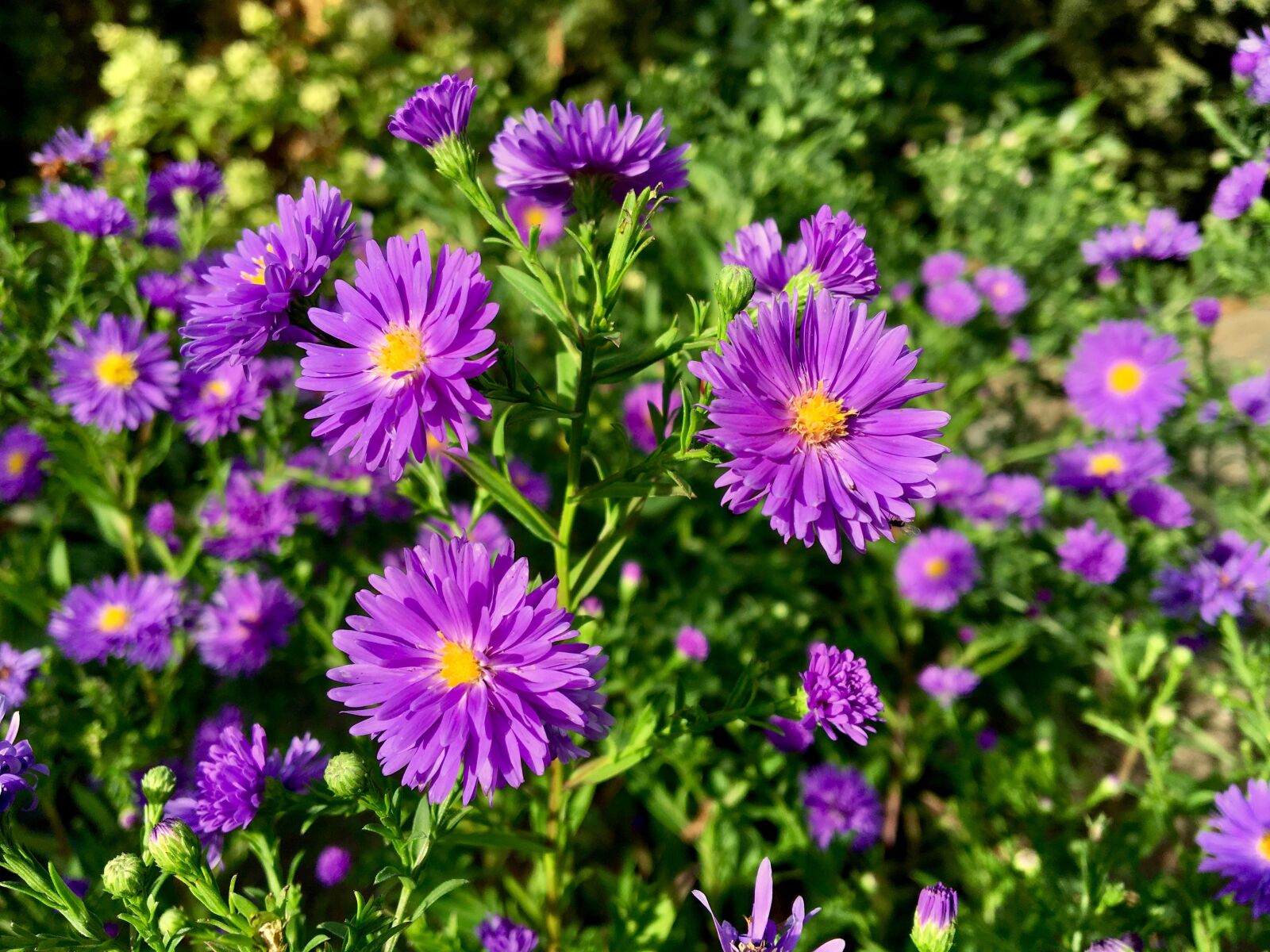 Apple iPhone 6s sample photo. Asters, flower, autumn photography