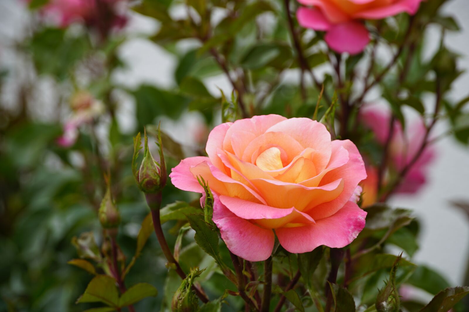 Sony a7R II sample photo. Rose, garden, pink photography