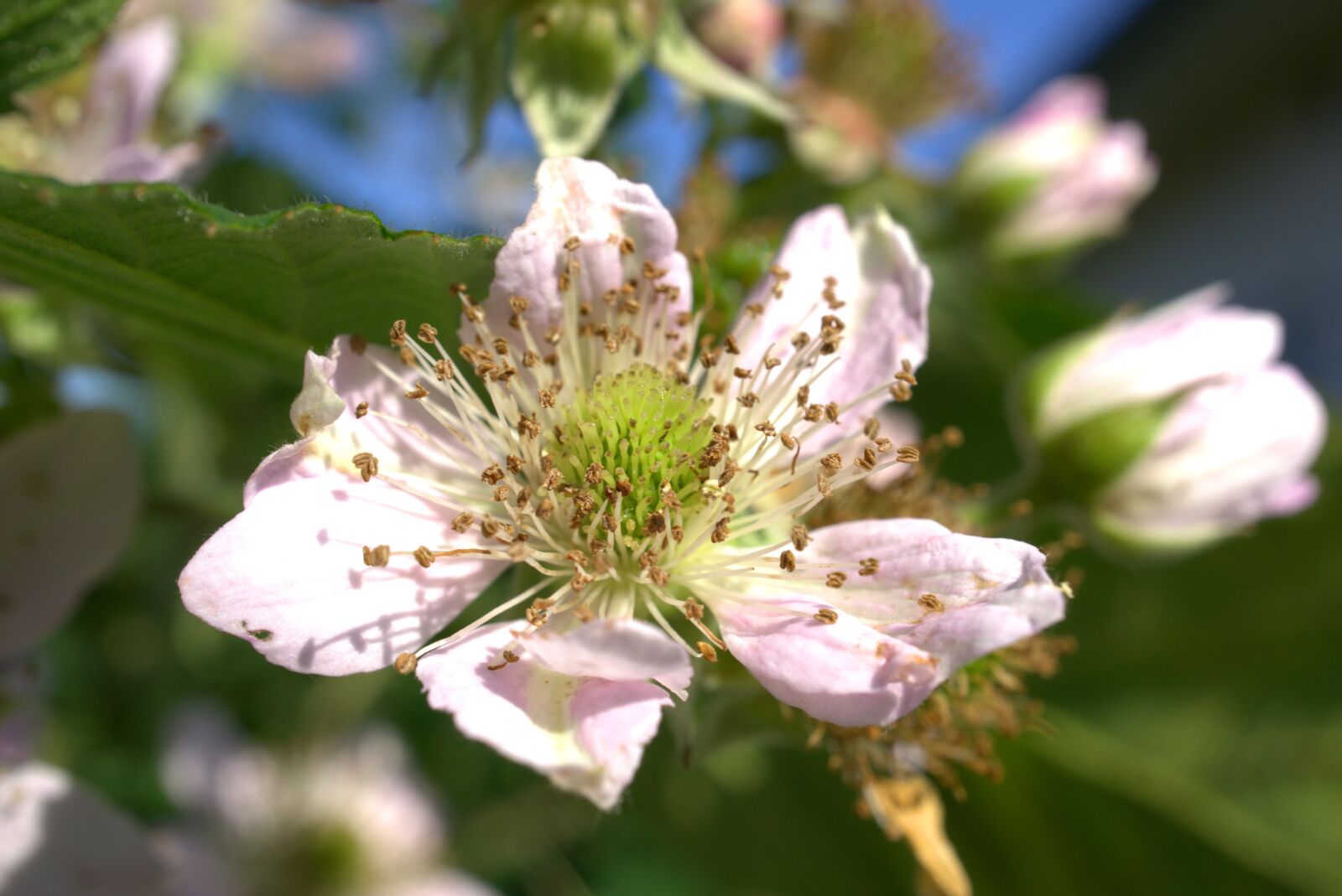 Sony E 30mm F3.5 Macro sample photo. Blackberry, blossom, bloom photography