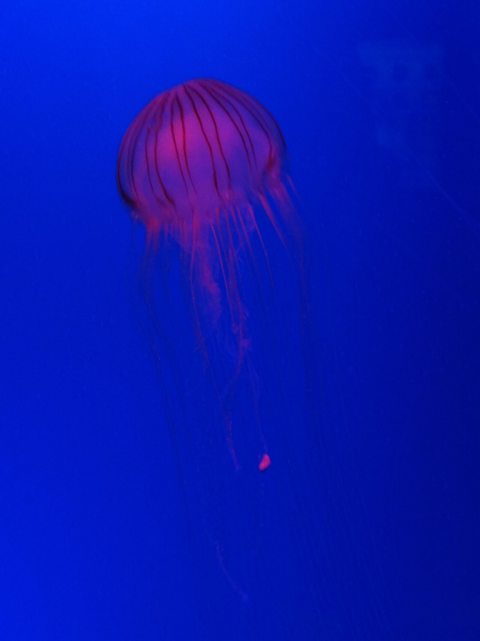 Sony Cyber-shot DSC-HX10V sample photo. Jellyfish, blue, sea life photography