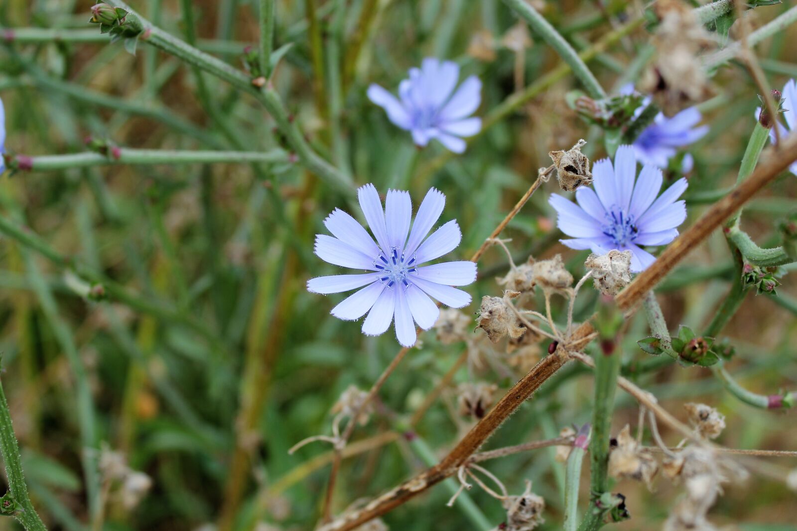 Canon EOS 550D (EOS Rebel T2i / EOS Kiss X4) sample photo. Flower, plant, spring photography