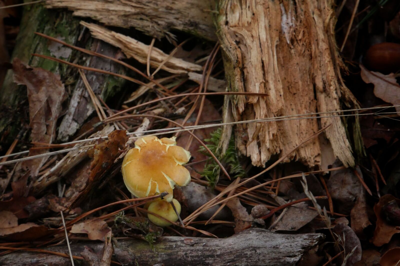 Panasonic Lumix DMC-FZ1000 sample photo. Mushroom, wood, nature photography