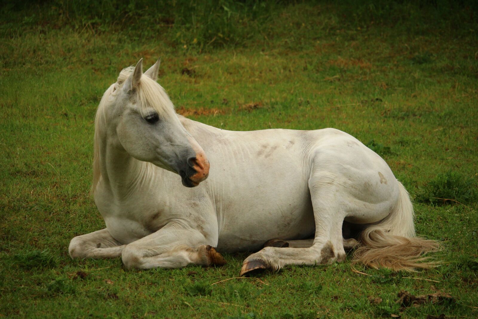 Canon EOS 100D (EOS Rebel SL1 / EOS Kiss X7) sample photo. Horse, mold, thoroughbred arabian photography