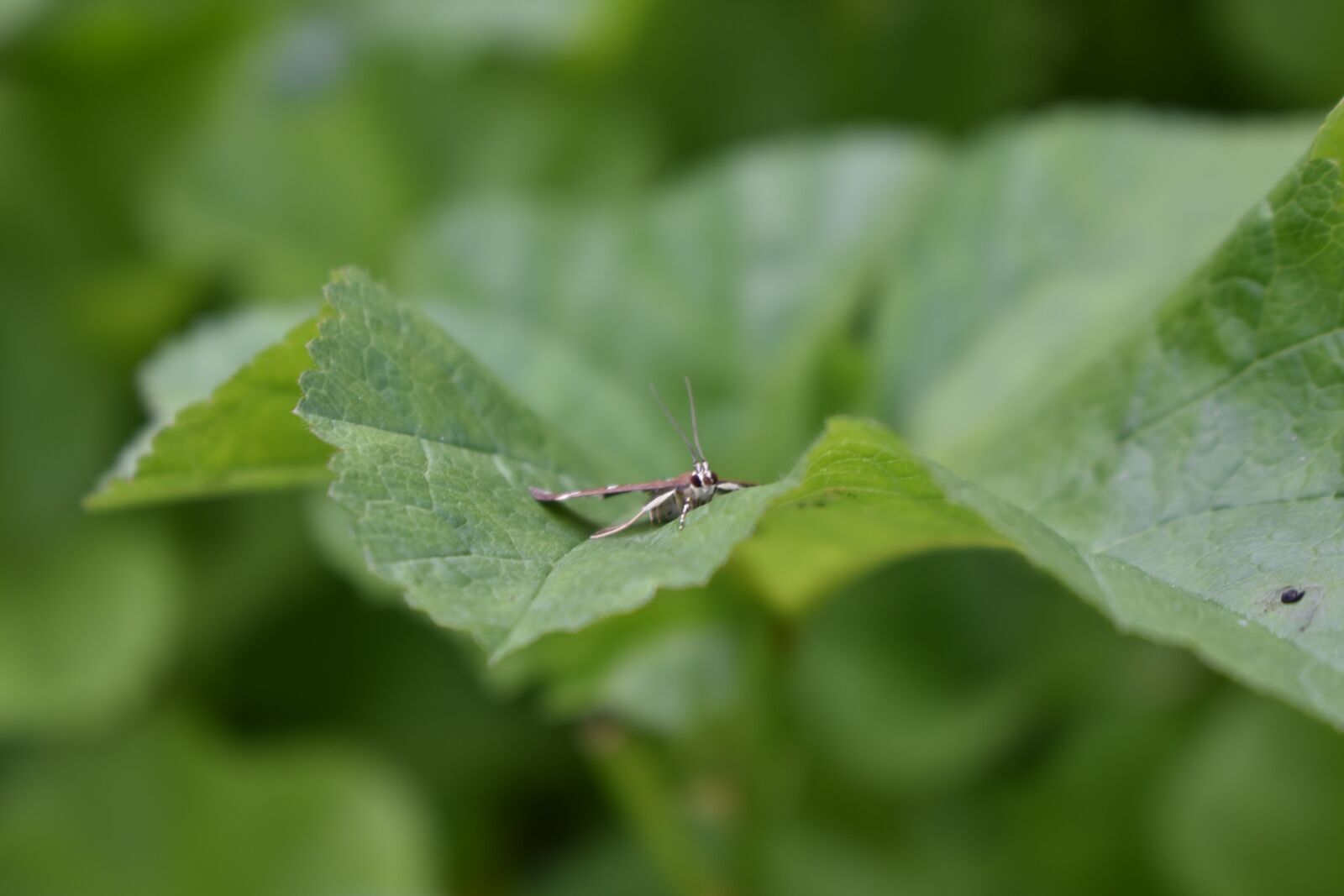 Nikon D750 sample photo. Butterfly eyes, butterfly, facial photography