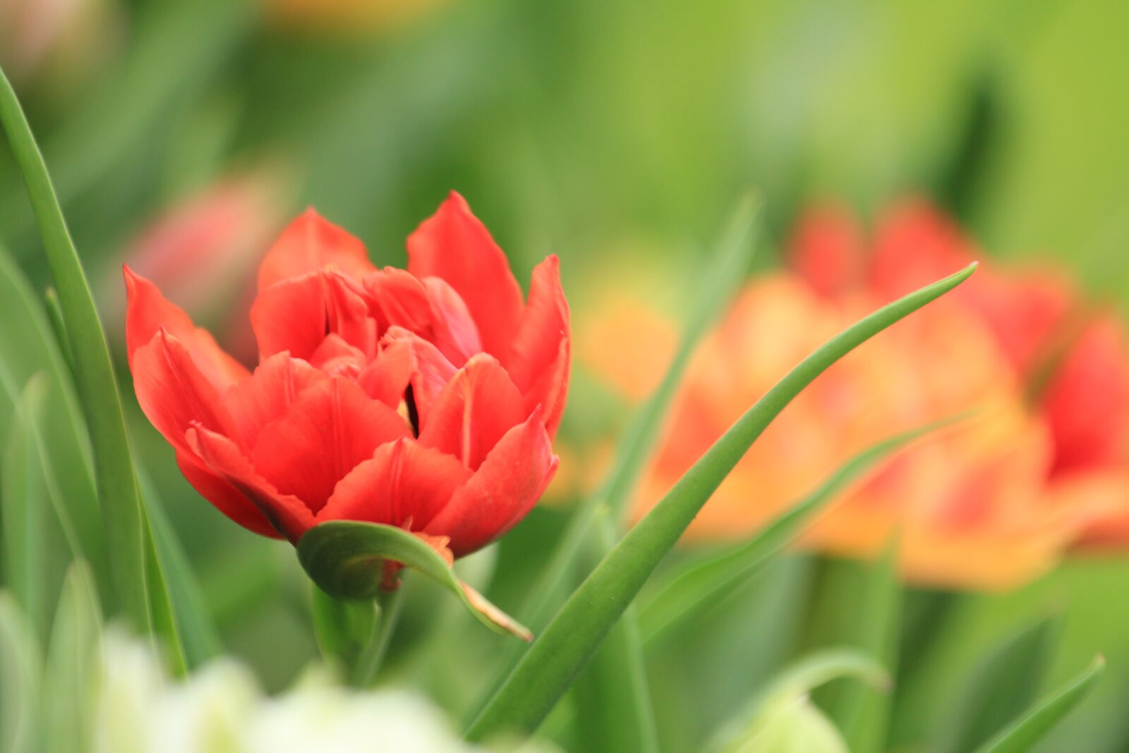 Canon EOS 550D (EOS Rebel T2i / EOS Kiss X4) sample photo. Tulip, garden, flower photography