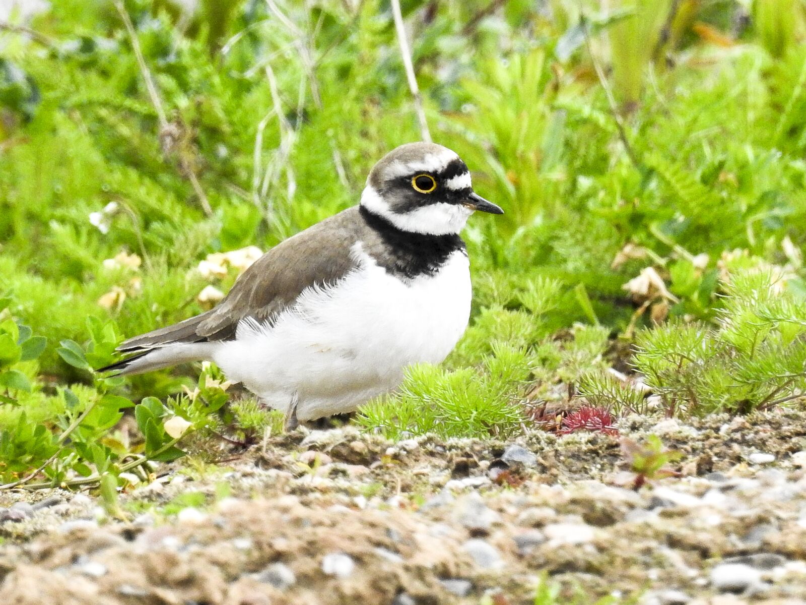 Nikon Coolpix P900 sample photo. Little ringed plover, bird photography