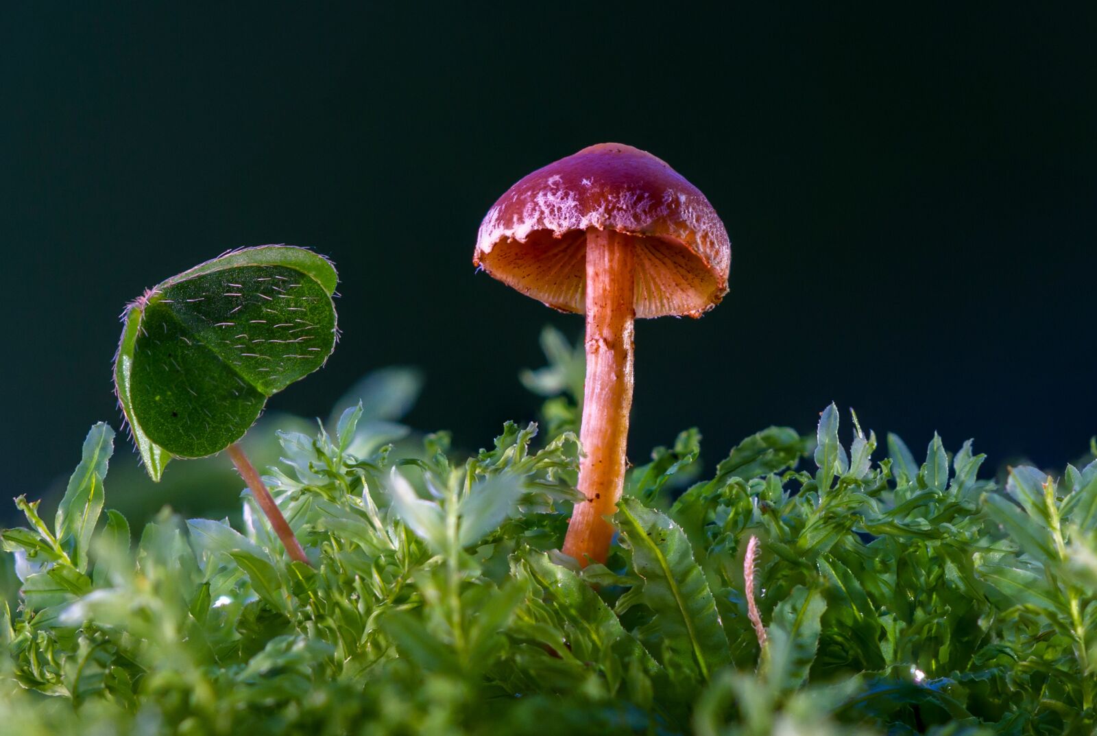Canon EOS 7D sample photo. Mushroom, mini mushroom, sponge photography