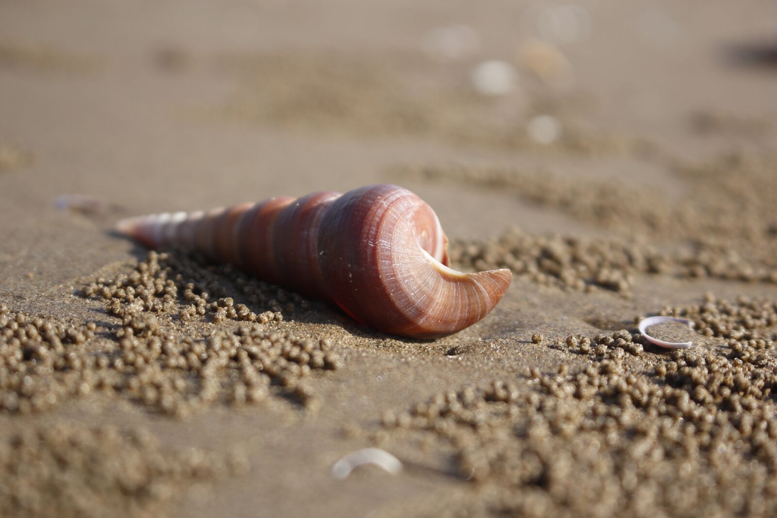 Canon EOS 60D sample photo. Shell, snail, seafood photography