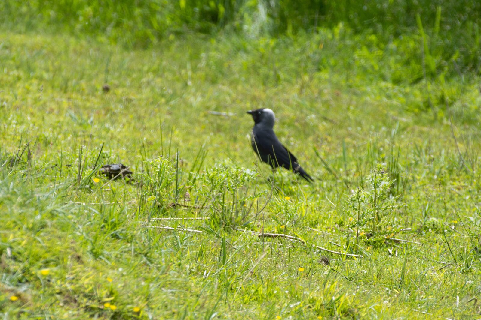 Nikon D7200 sample photo. Bird, black, nature photography
