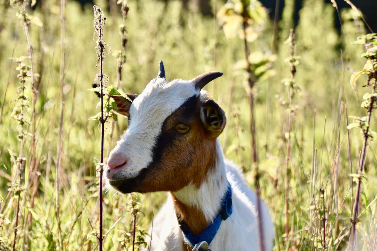 Nikon D5600 sample photo. Goat, ruminant, animal photography