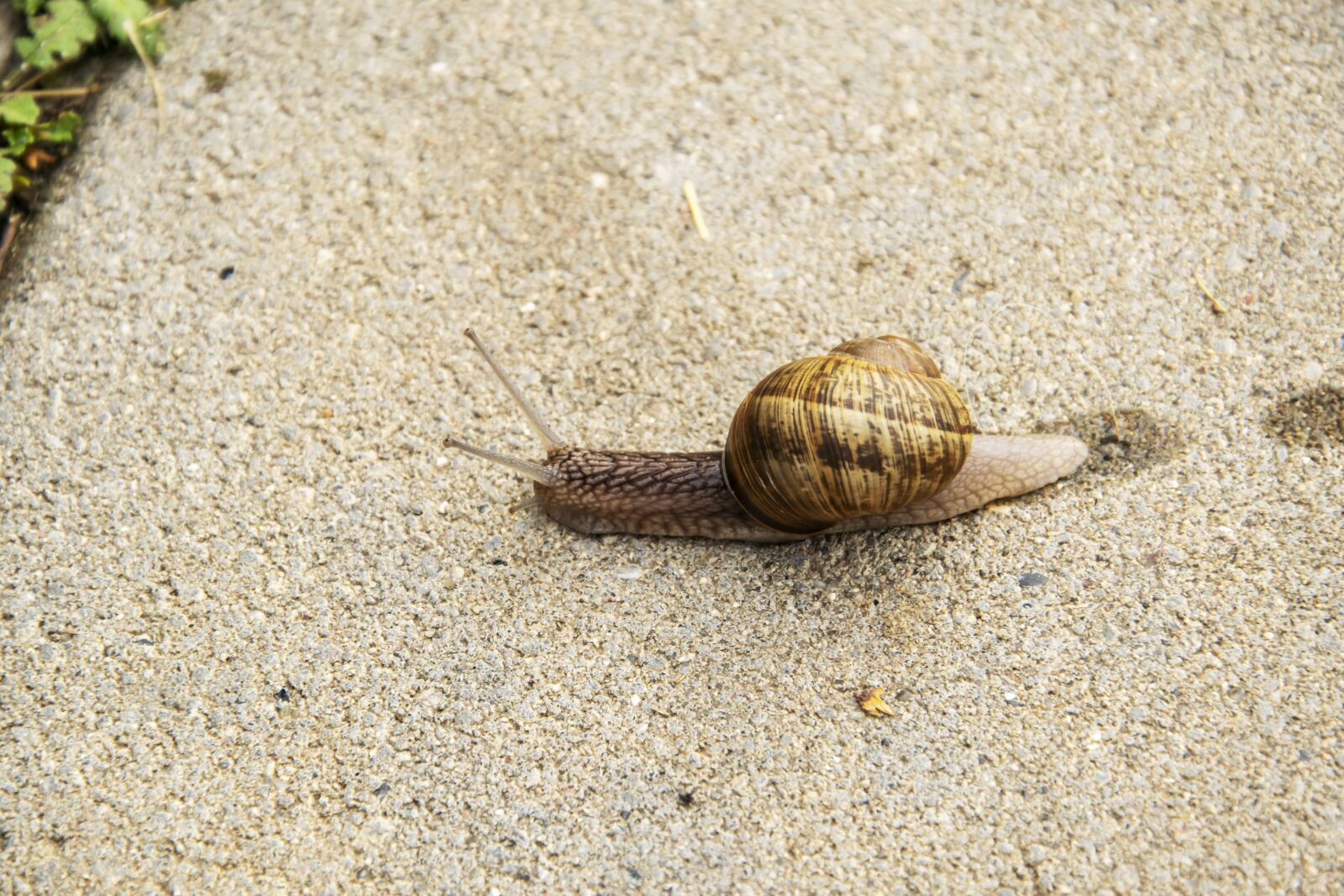 Nikon D5300 sample photo. Snail, mollusk, garden photography