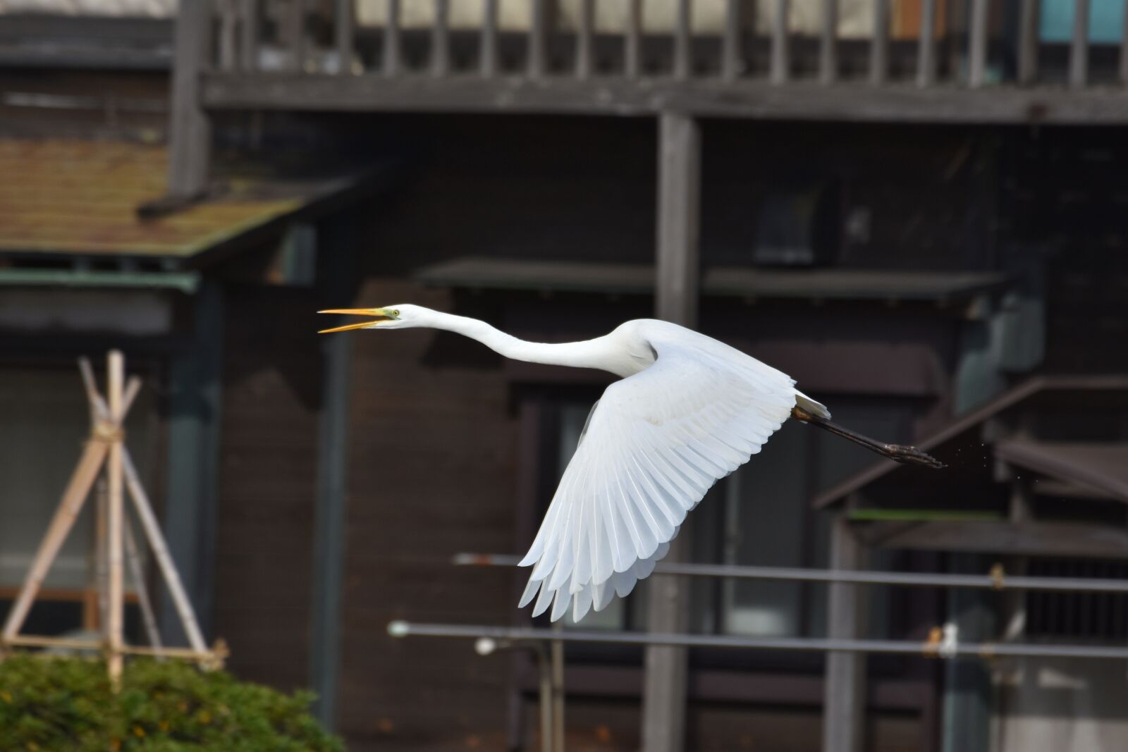 Nikon D7200 sample photo. Animal, housing, bird photography