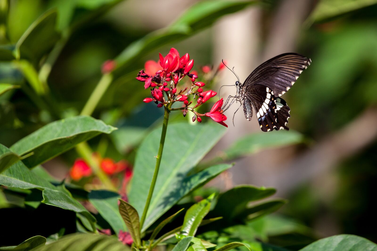 Canon EOS 5D Mark II sample photo. Butterfly, insect, flowers photography