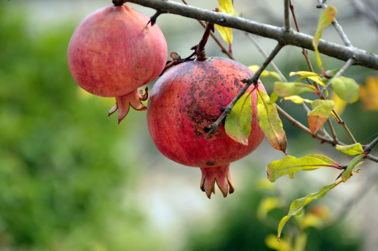 Nikon D3200 sample photo. Pomegranate, fruit, plant photography