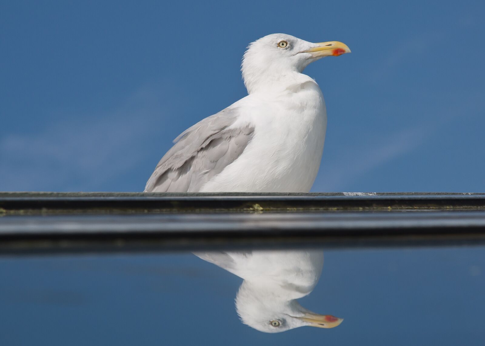 Canon EOS 50D + Canon EF 24-105mm F4L IS USM sample photo. Seagull, mirror, vain photography