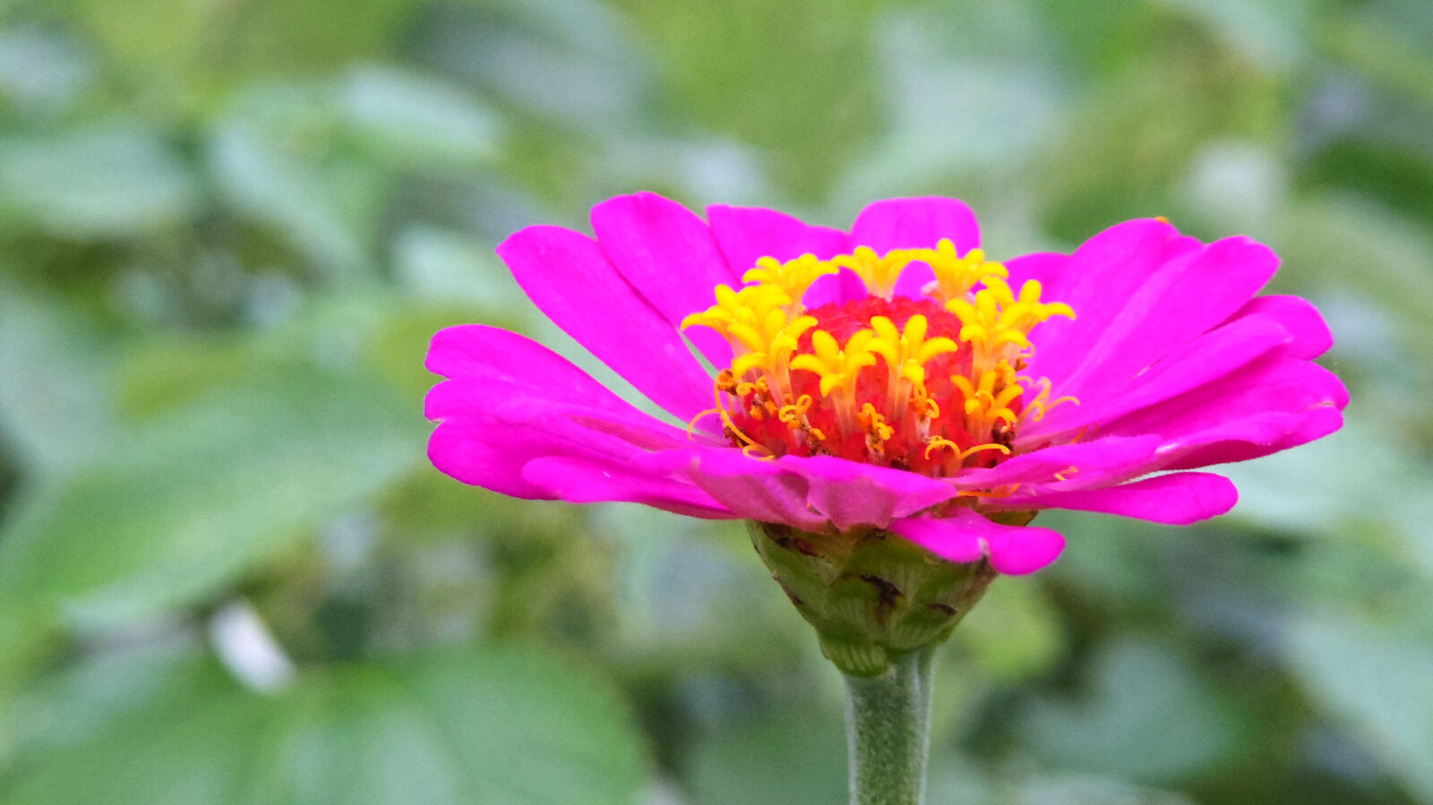 Pentax Q10 sample photo. Flower photography