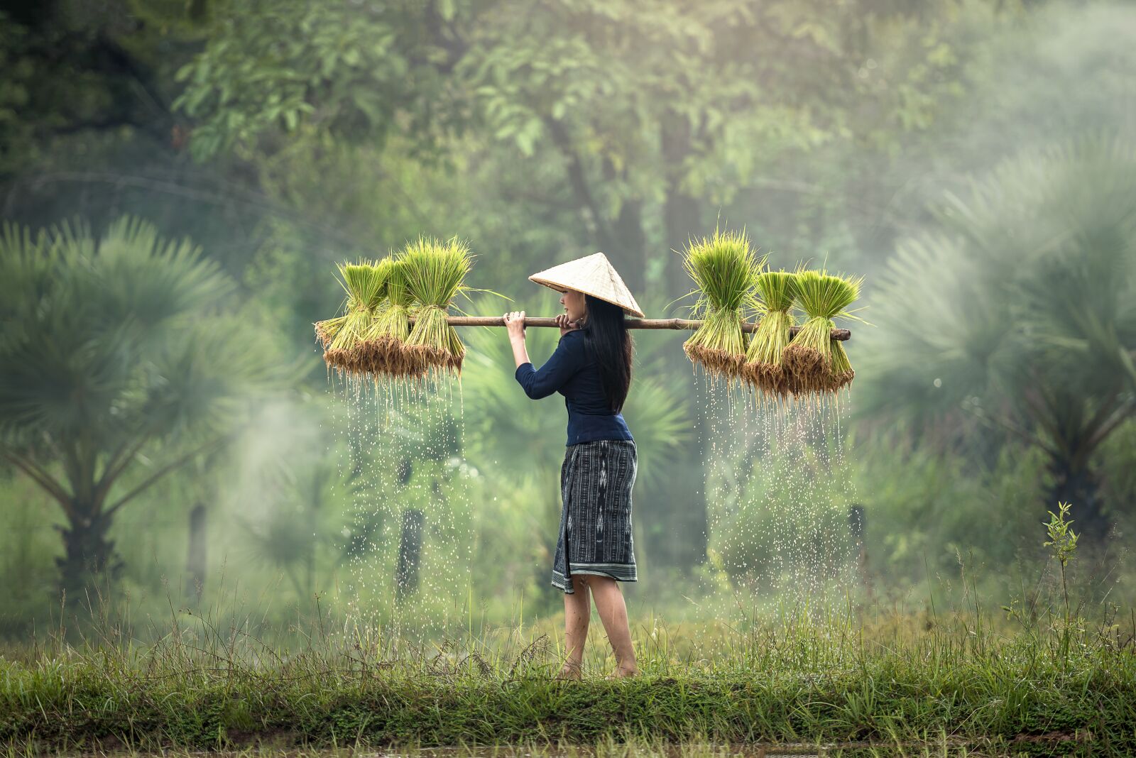 Nikon D810 sample photo. Harvesting, myanmar, burma photography