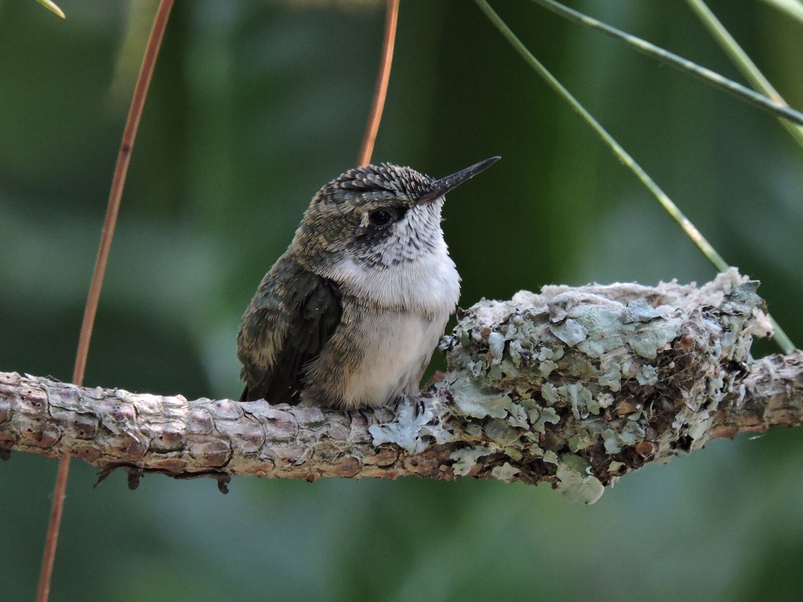 Nikon Coolpix P600 sample photo. Hummingbird, bird, baby photography
