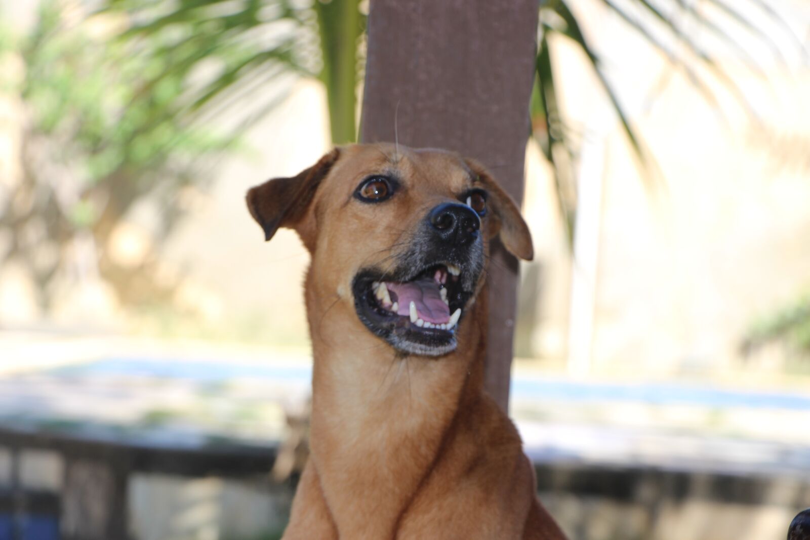 Canon EOS 700D (EOS Rebel T5i / EOS Kiss X7i) sample photo. Animal, dog, domestic animals photography