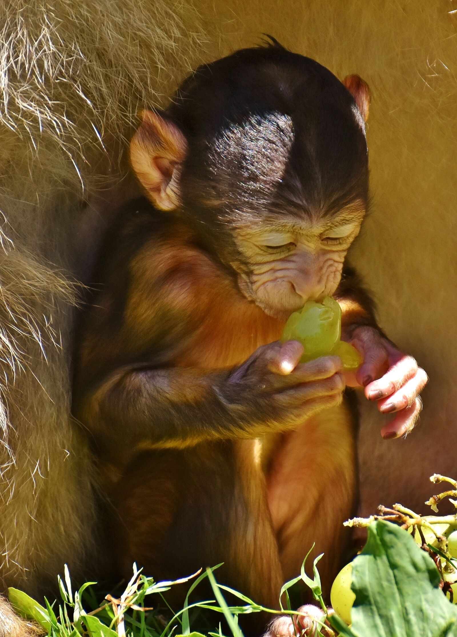Nikon D7200 sample photo. Ape, baby monkey, eat photography