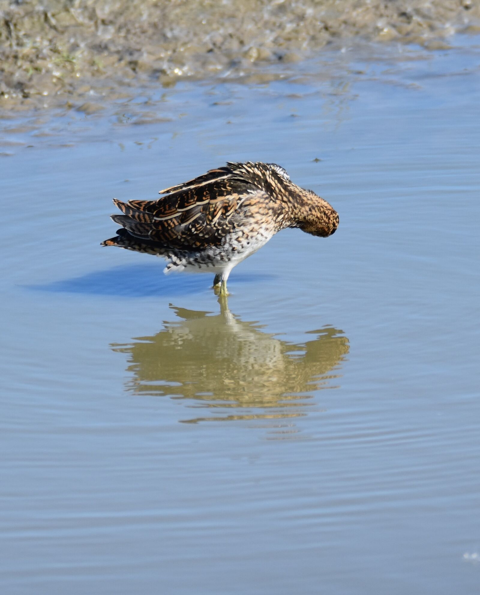 Nikon D5500 sample photo. Snipe, gallinago, bird photography