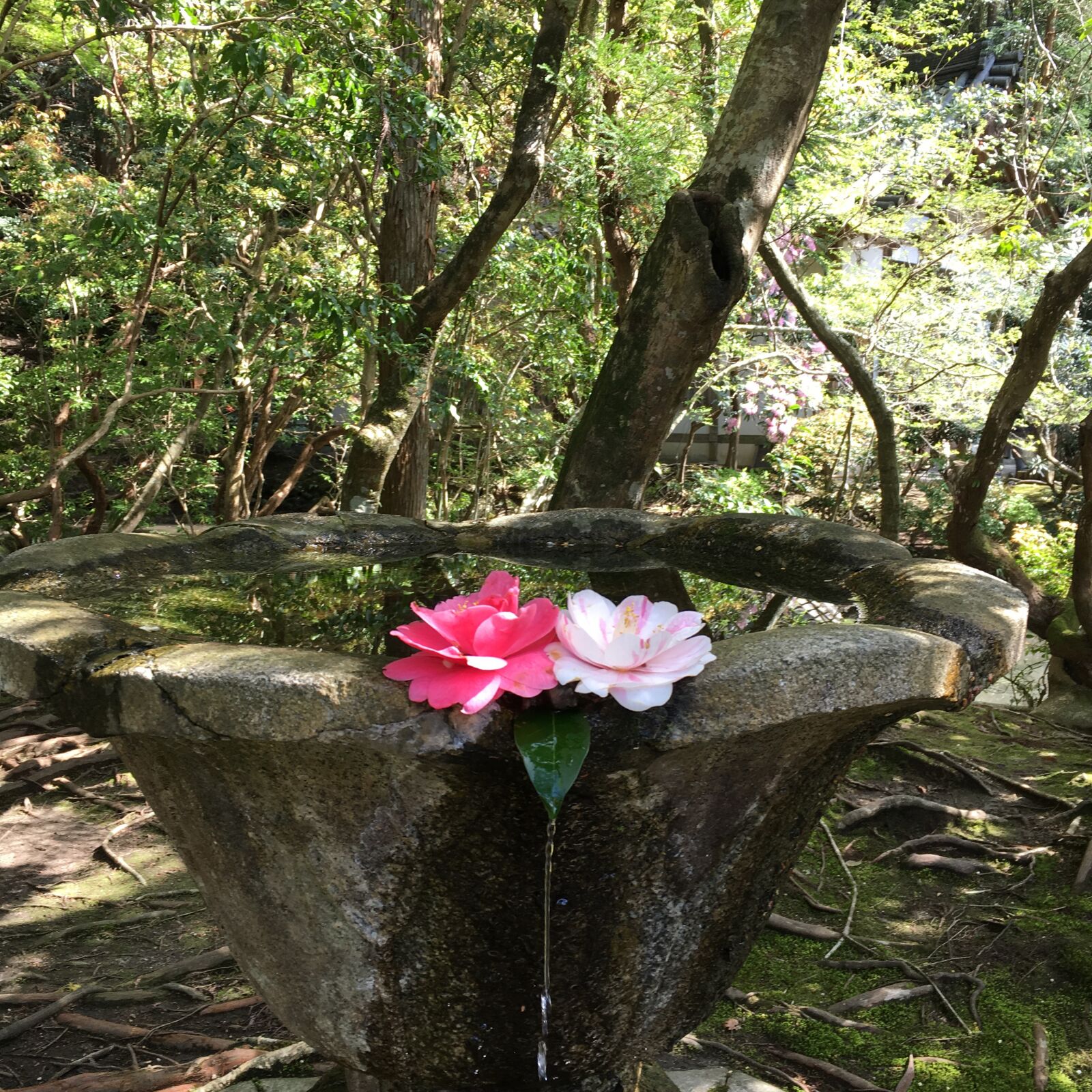 Apple iPhone 6s sample photo. Japan, garden, zen photography