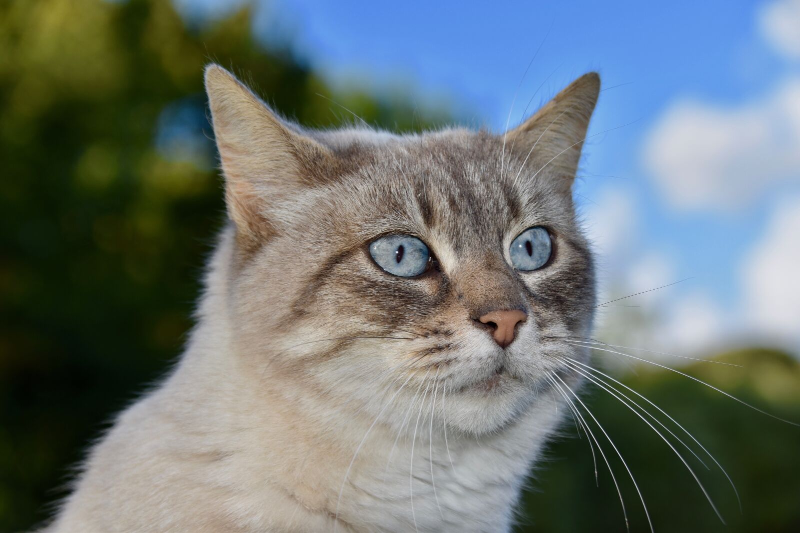 Nikon D5600 sample photo. Cat, european shorthair, pet photography