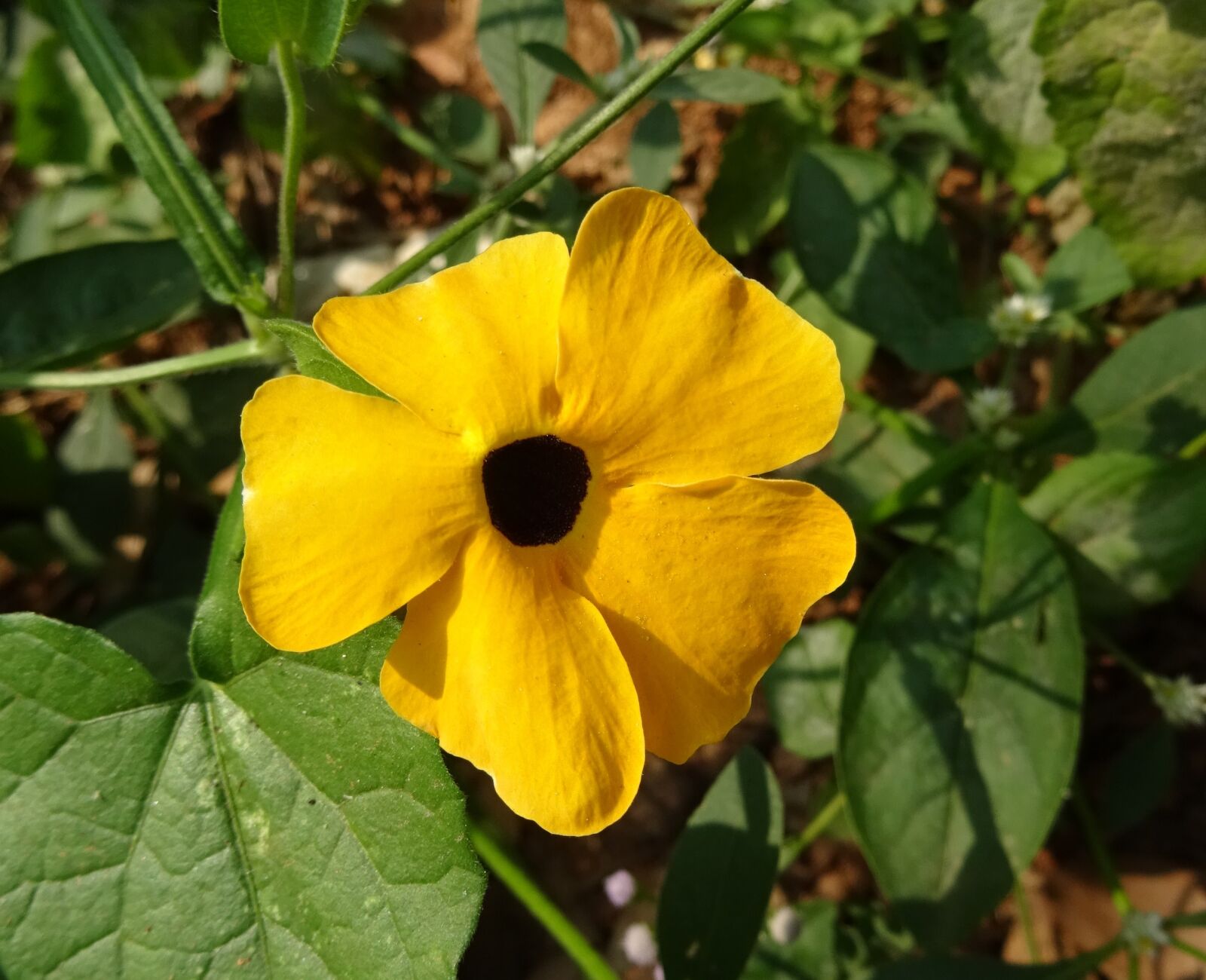 Sony DSC-HX60V sample photo. Flower, orange, thunbergia alata photography