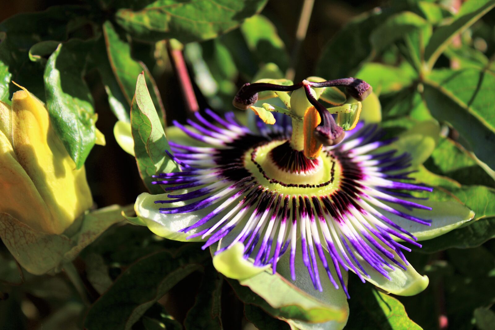 Canon EOS 2000D (EOS Rebel T7 / EOS Kiss X90 / EOS 1500D) sample photo. Flower, passion flower, feeling photography