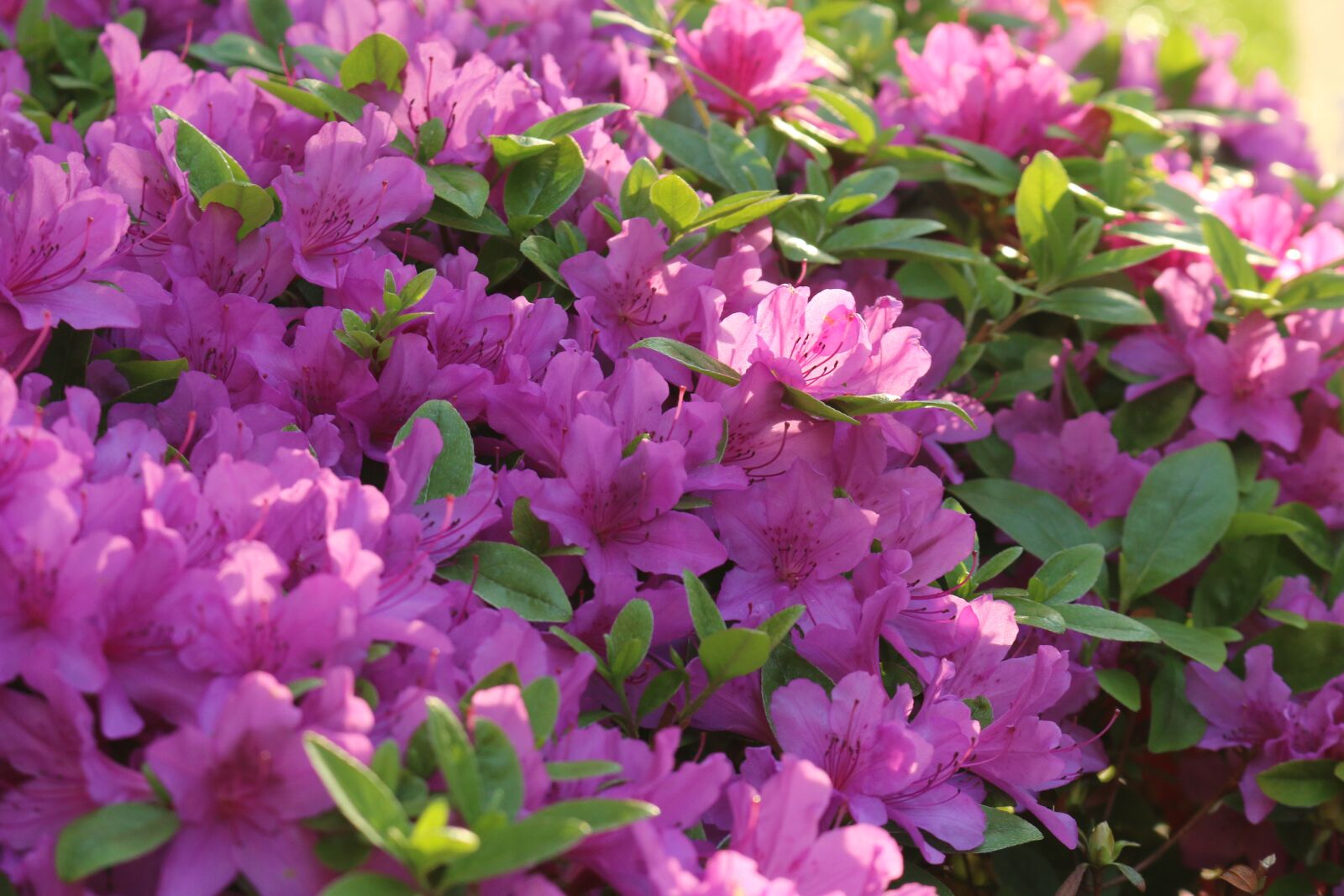 Canon EOS 70D sample photo. Flowers, azalea, nature photography