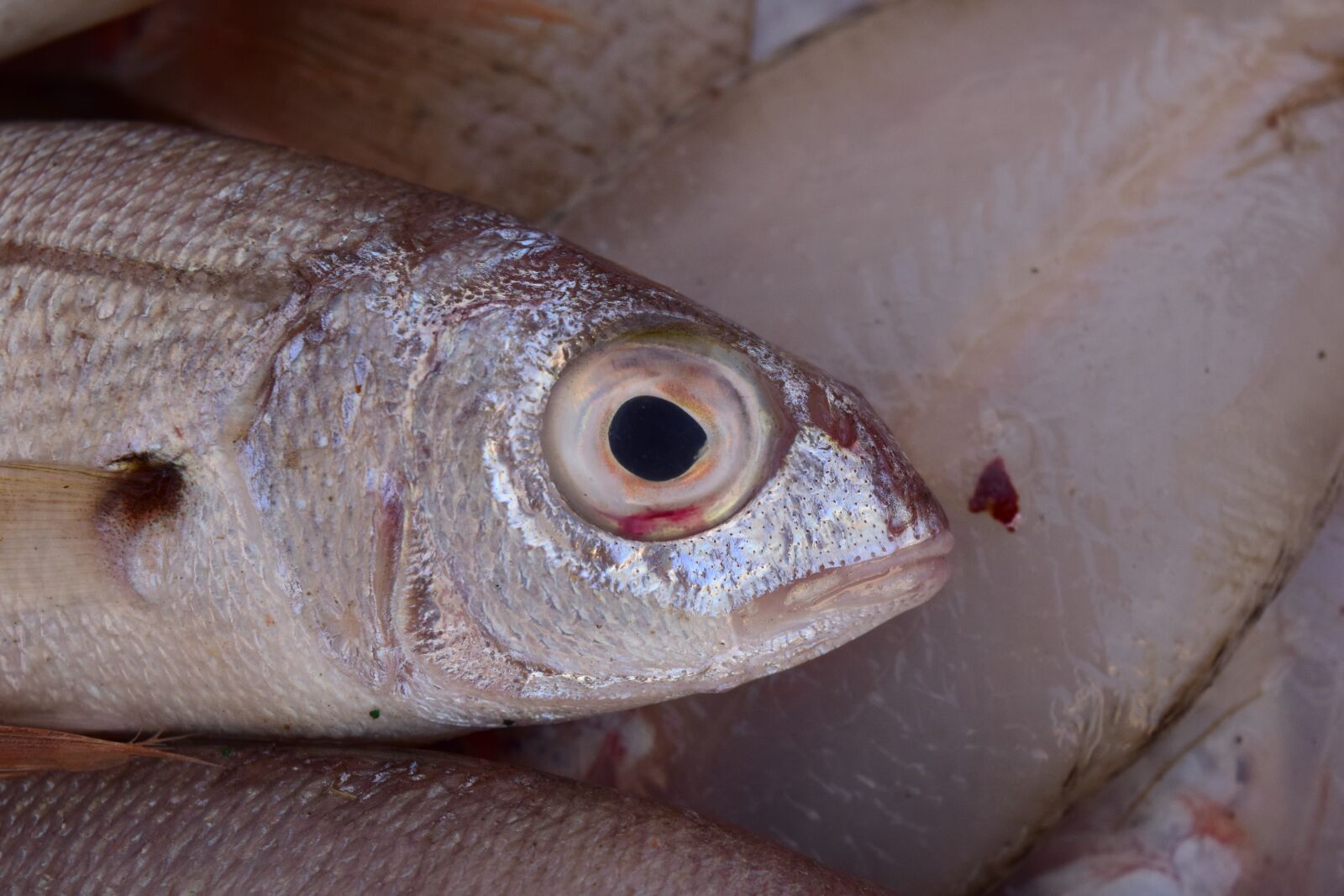 Nikon D3300 sample photo. Fish, fresh, fish market photography