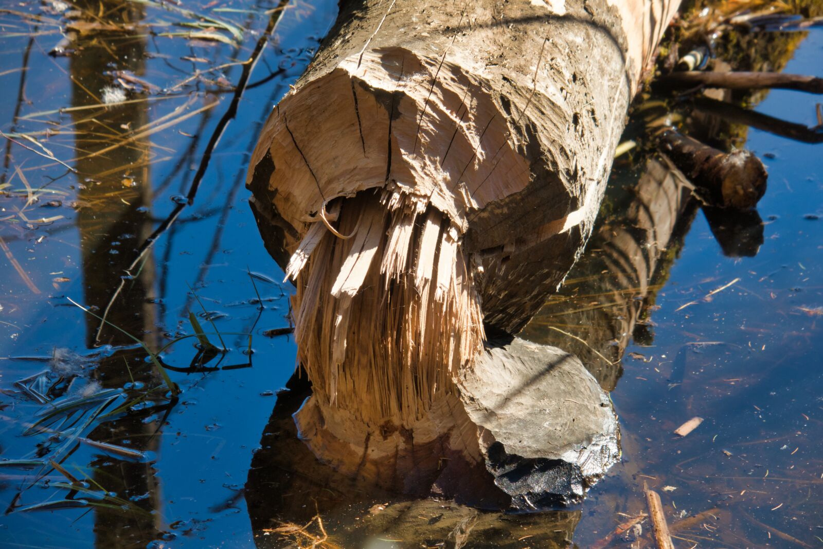 Canon PowerShot G3 X sample photo. Beaver eating, tree, beaver photography