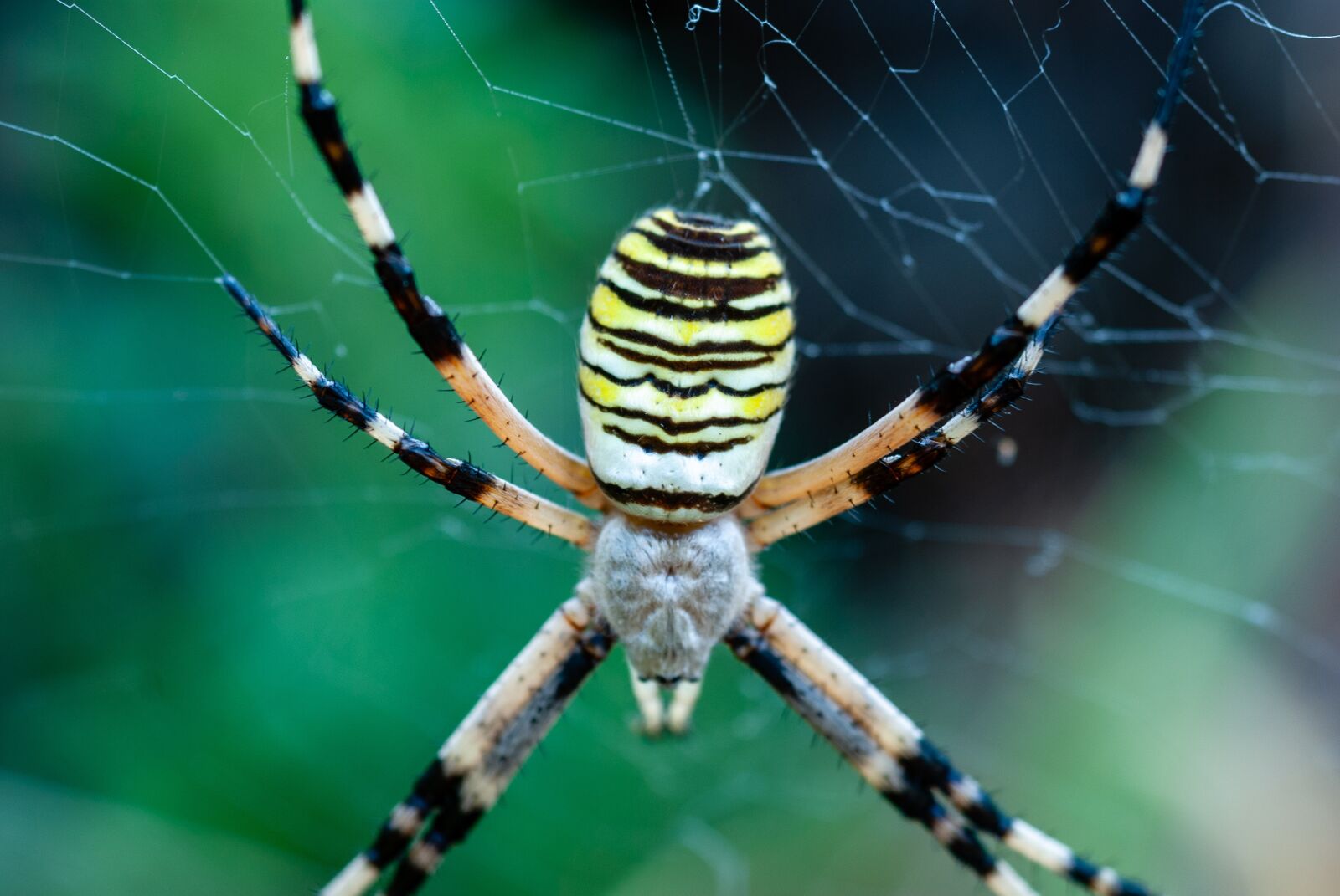 Nikon D80 sample photo. Spider, argiope hornet, canvas photography