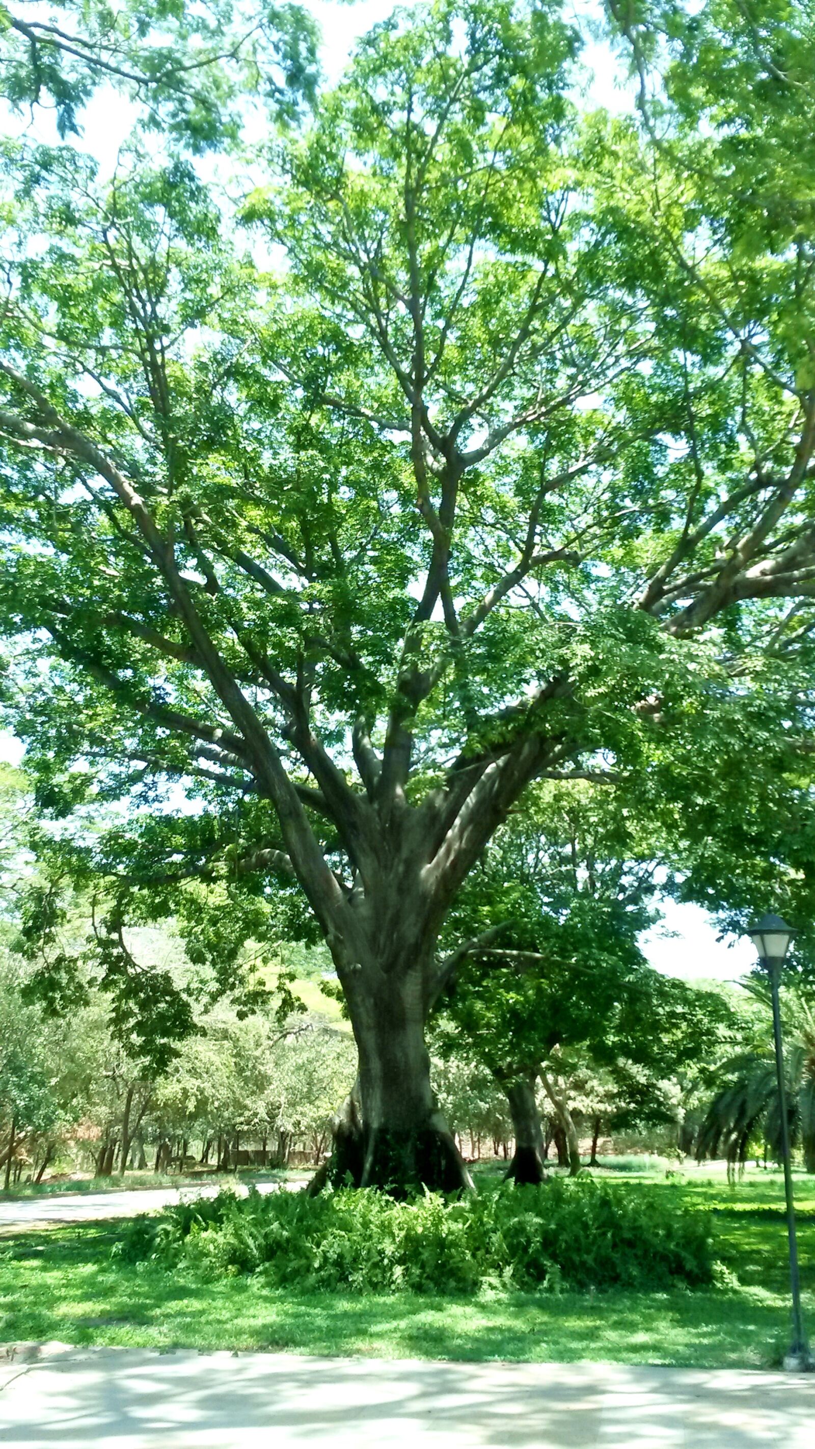 Samsung Galaxy S4 Mini sample photo. Tree, green, landscape photography