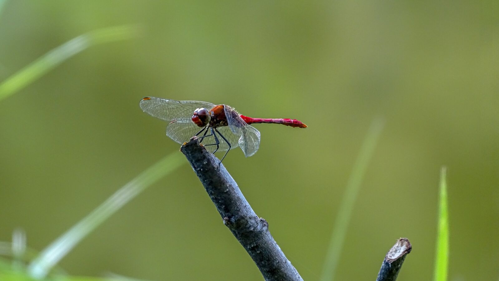 Sony Cyber-shot DSC-HX350 sample photo. Dragonfly, insect, macro photography