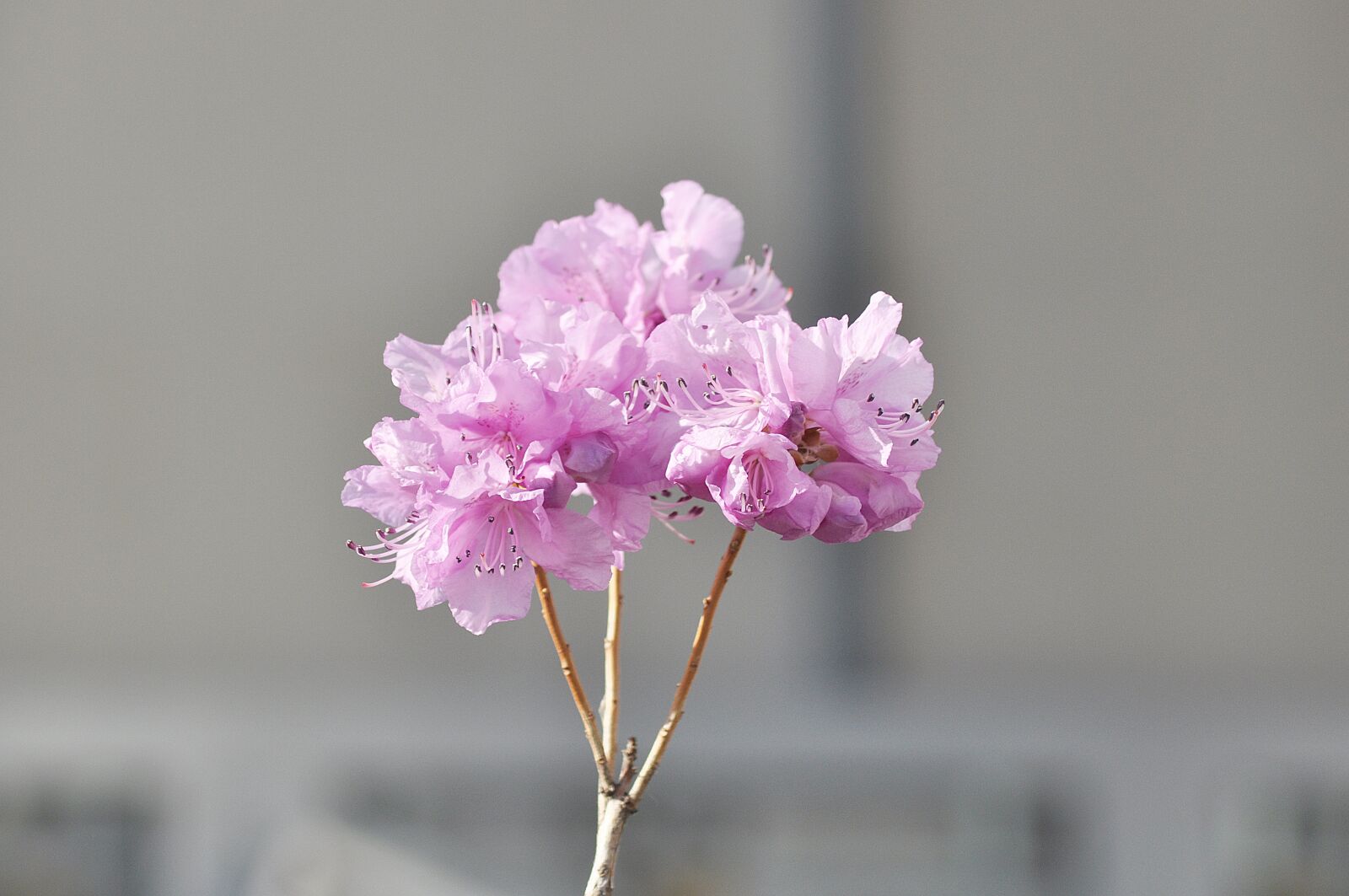 Nikon D90 sample photo. Korean rosebay, flowers, spring photography
