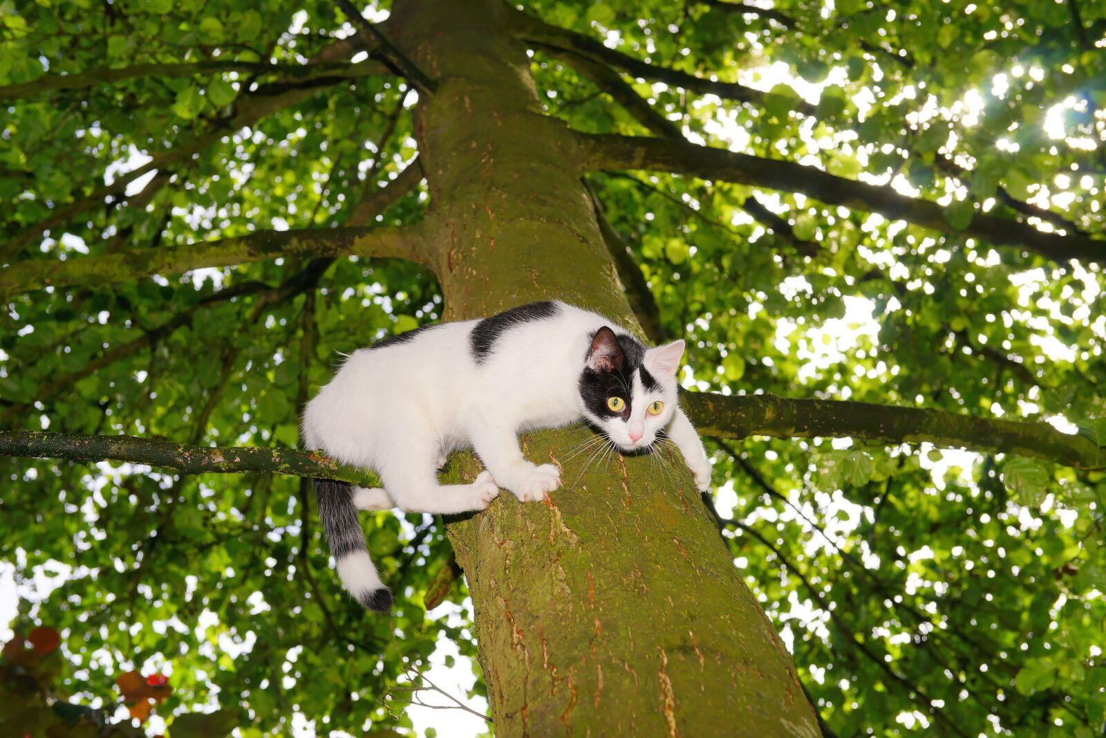 Sony Planar T* 50mm F1.4 ZA SSM sample photo. Cat, tree, climb photography